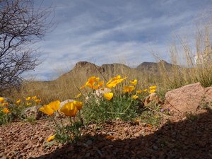 13TH ANNUAL POPPIES FESTIVAL, MUSEUM OF ARCHAEOLOGY